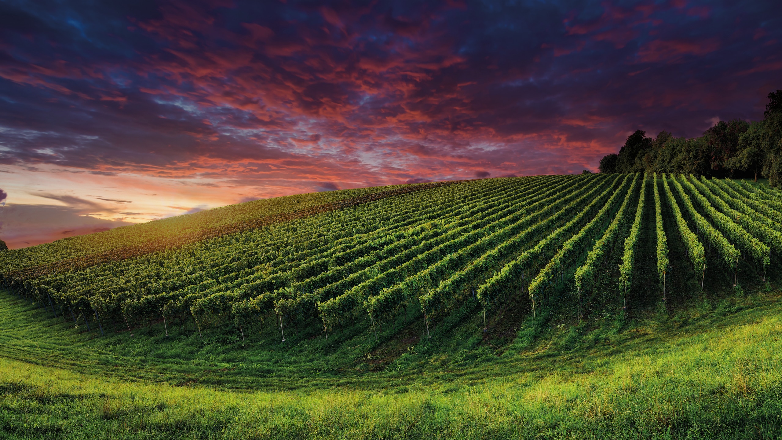 Jumelage Jalhay-Nolay - Coucher de soleil dans les vignes bourguignonnes de Nolay