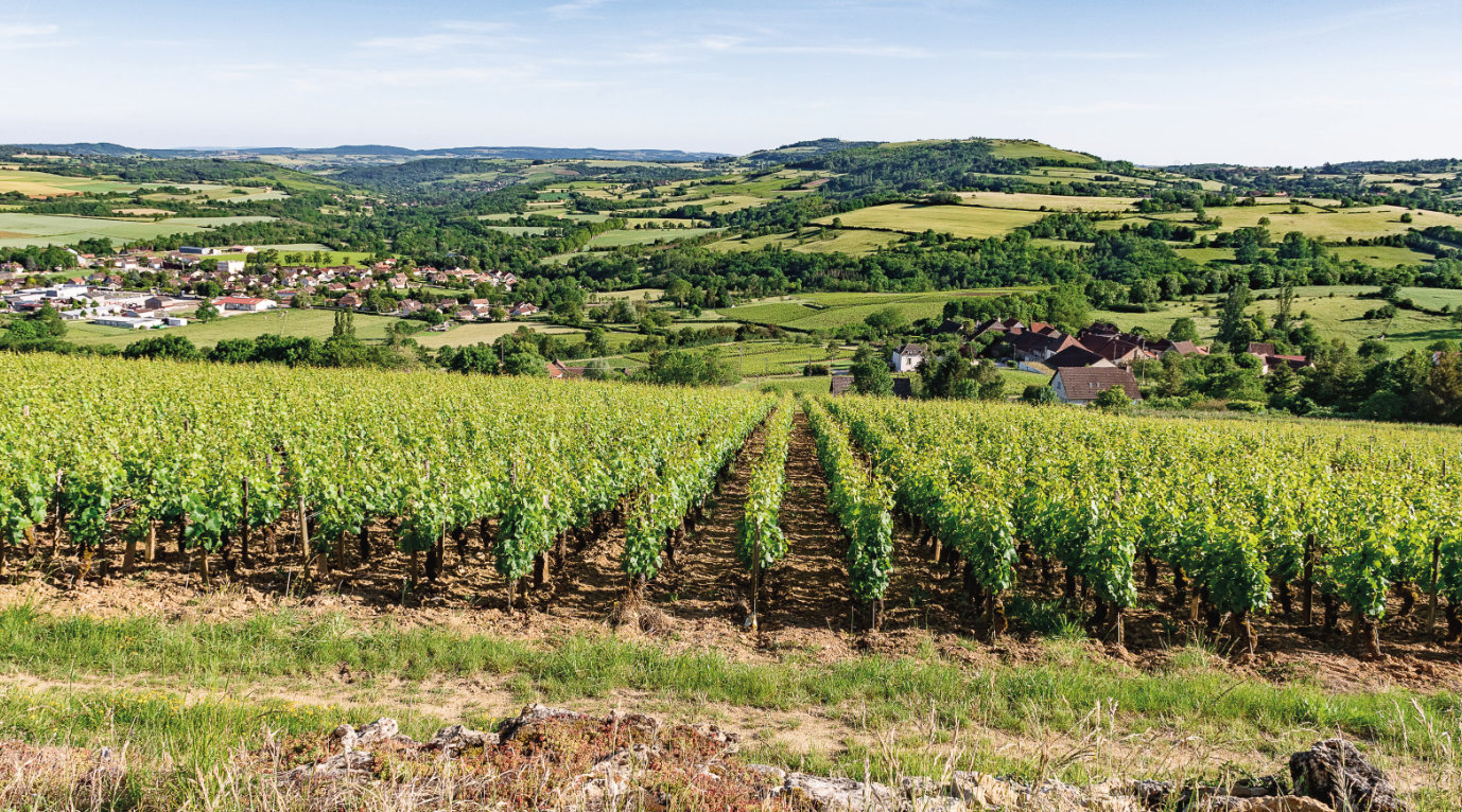 Jumelage Jalhay-Nolay - Vignoble du domaine Nicolas